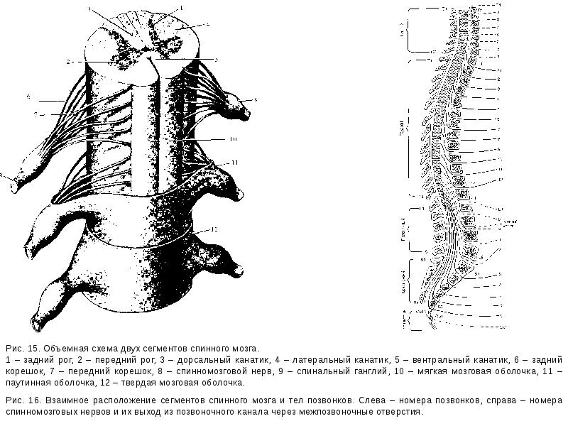 Спинной мозг схема. Схема собственного аппарата спинного мозга. 2. Строение сегмента спинного мозга. Схема сегмента спинного мозга. Корешки спинного мозга строение.
