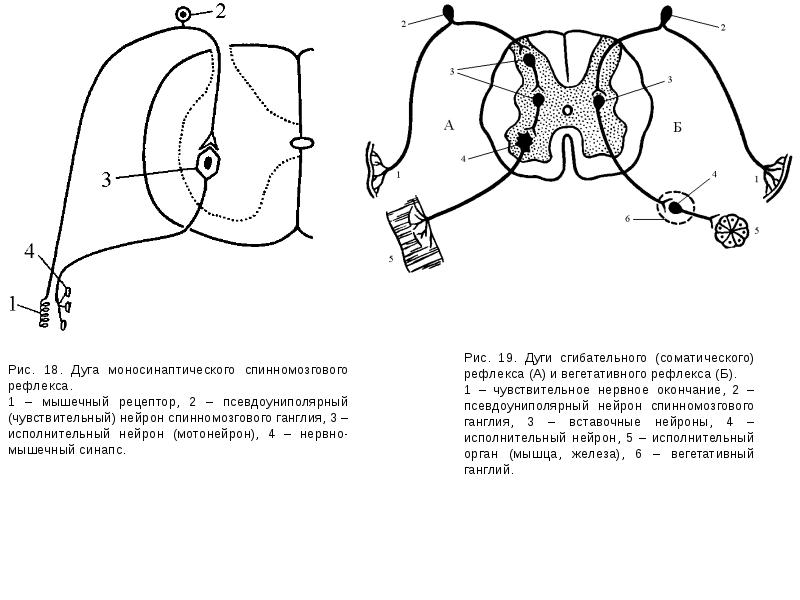 Простейшая соматическая рефлекторная дуга. Схема соматического рефлекса. Схема дуги соматического рефлекса. Схема простой вегетативной рефлекторной дуги. Схема рефлекторной дуги соматического рефлекса.