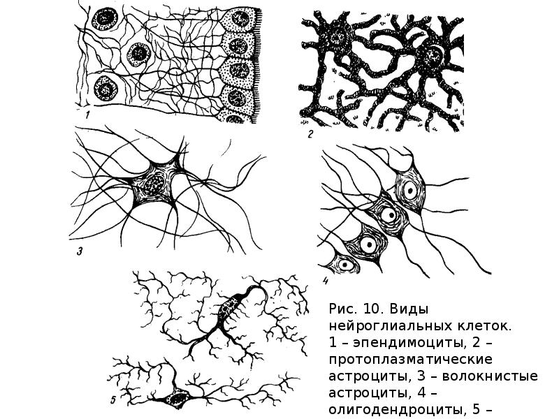 Классификация цитоморфология нейроглии спинного мозга