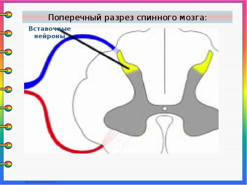 Разрез спинного мозга рисунок