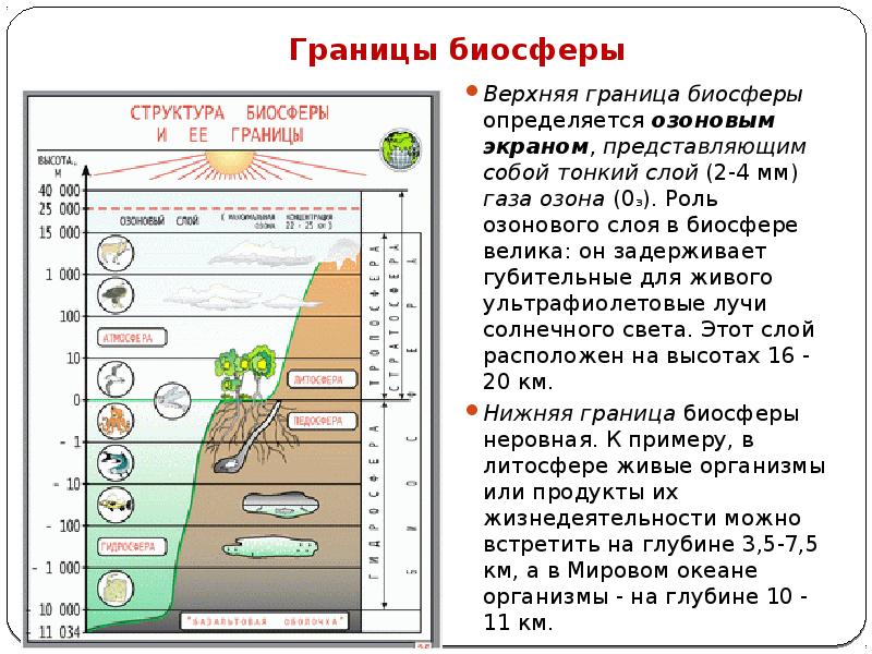 Структура биосферы схема