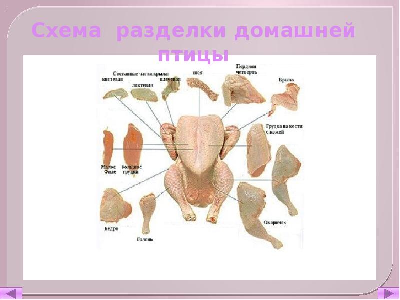 Схема обработки птицы и дичи