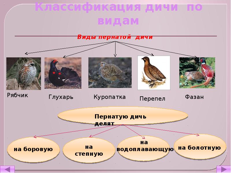 Систематика птиц презентация