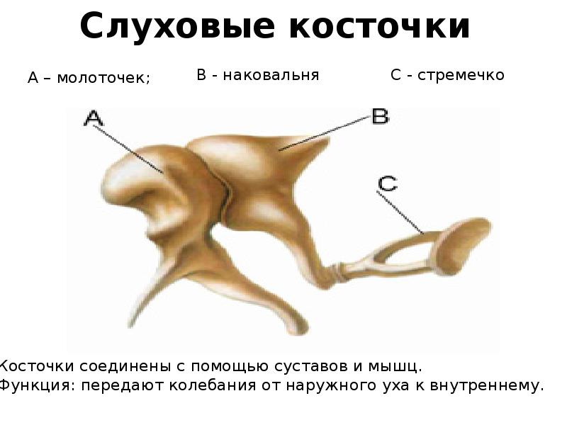 Слуховые кости среднего уха