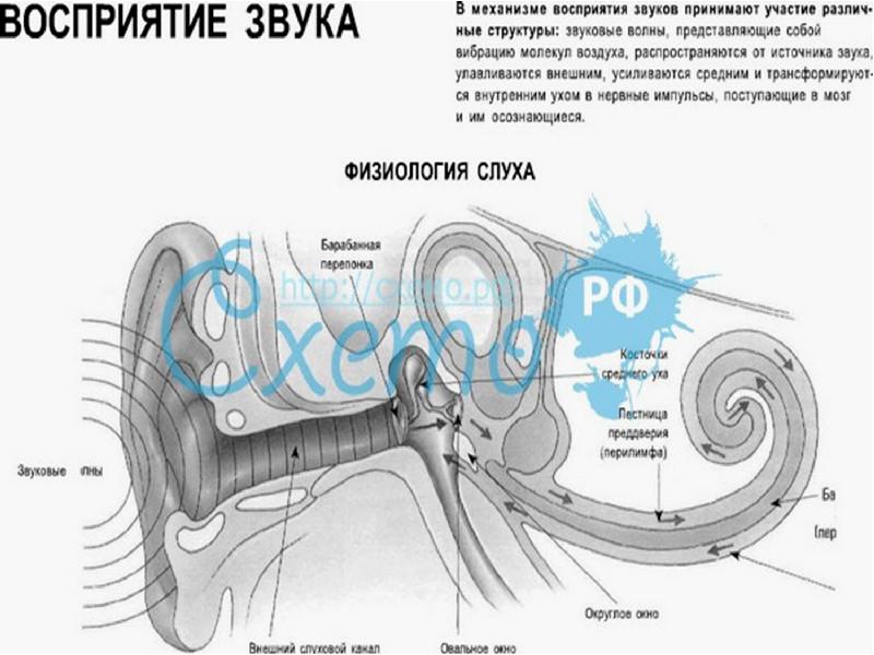 Вестибулярная сенсорная система физиология презентация