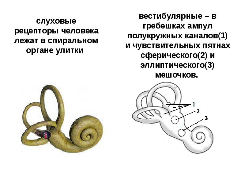 Где расположен вестибулярный анализатор