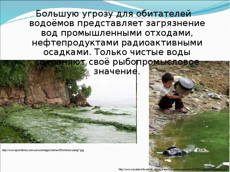 Водная статья. Меры по охране рыб. Меры по охране рыбных богатств.