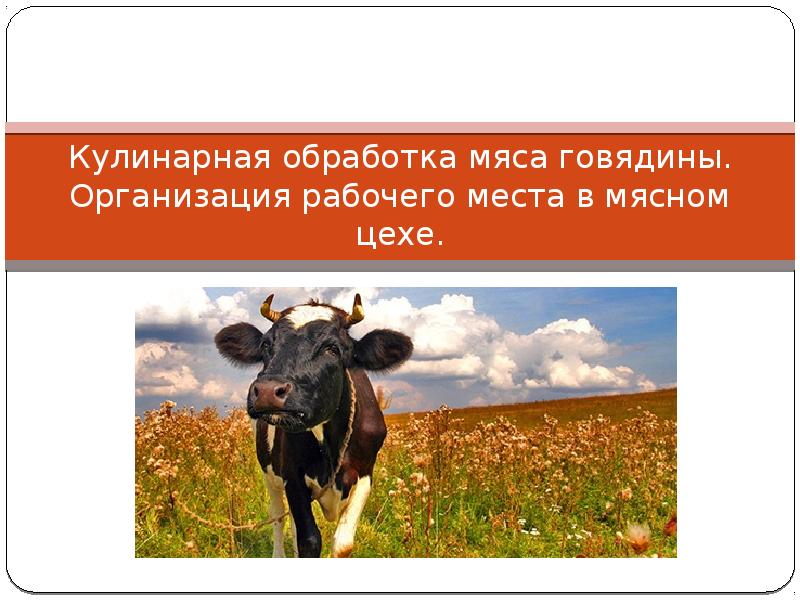 Кулинарная обработка мяса говядины. Организация рабочего места в мясном цехе. Кулинарная обработка мяса говядины. Организация рабочего места в мясном цехе.