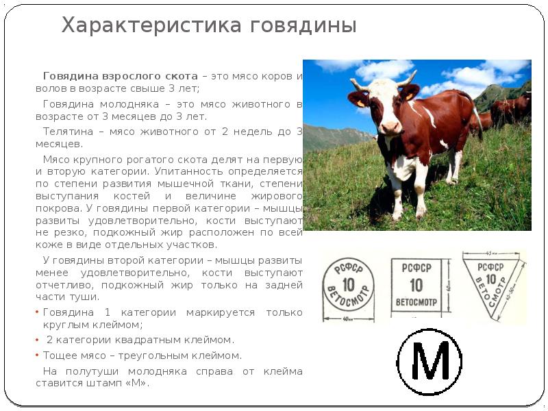 Характеристика говядины
Говядина взрослого скота – это мясо коров и волов в Характеристика говядины
Говядина взрослого скота – это мясо коров и волов в