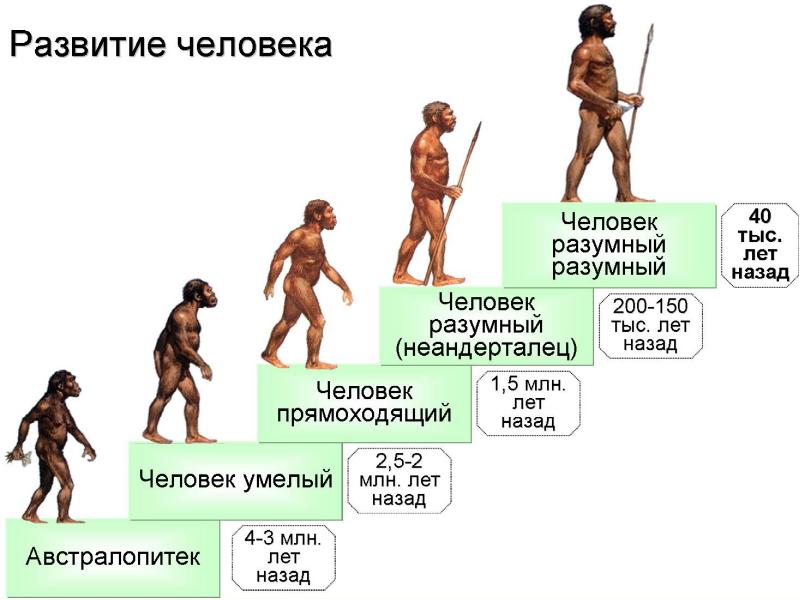 Развитие человека этапы эволюции в картинках