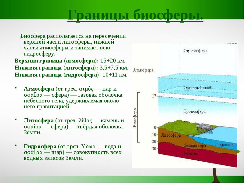 Состав биосферы 6 класс география