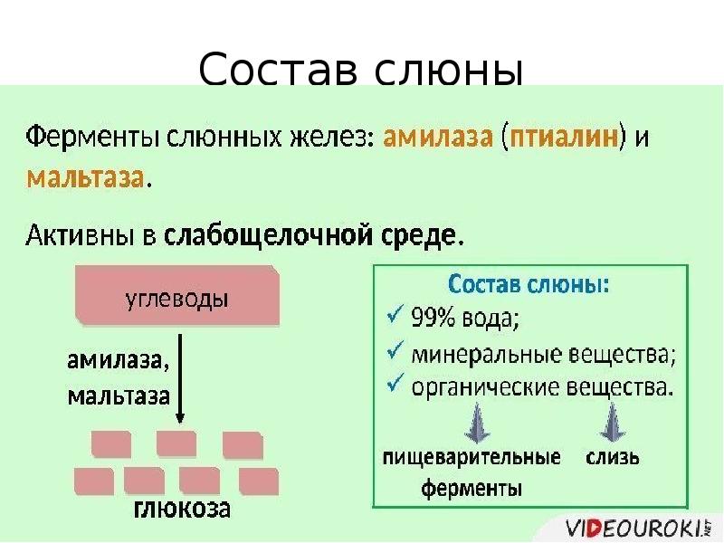 Ферменты слюны. Состав слюны.