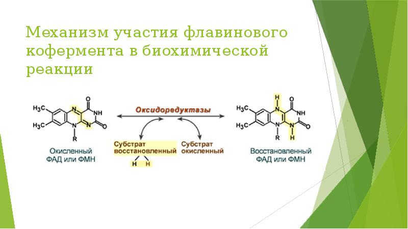 Презентация витамин в2