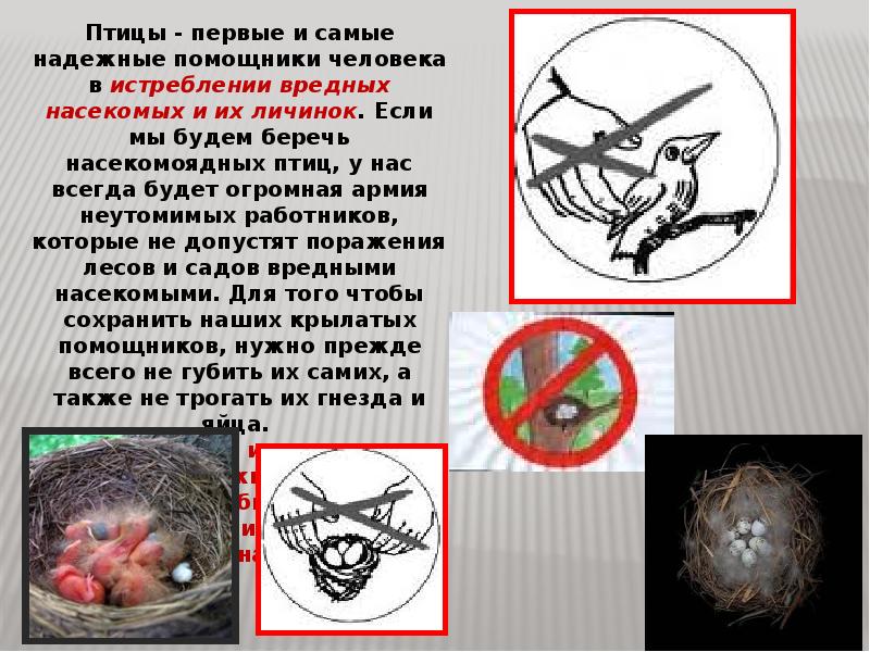 Презентация птицы в жизни человека