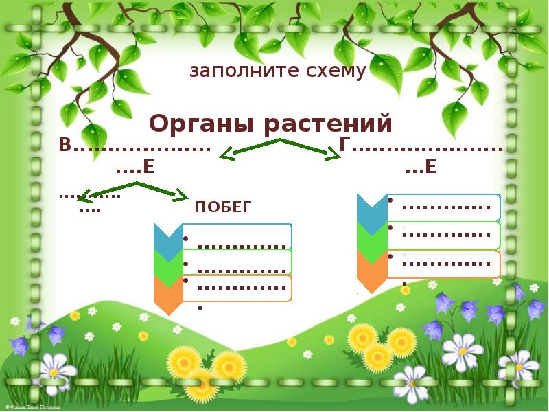 Внешнее строение растений 6 класс. Строение царства растений. Царство растения. Внешнее строение и. Внешнее строение и общая характеристика растений. Схема характеристики растений.