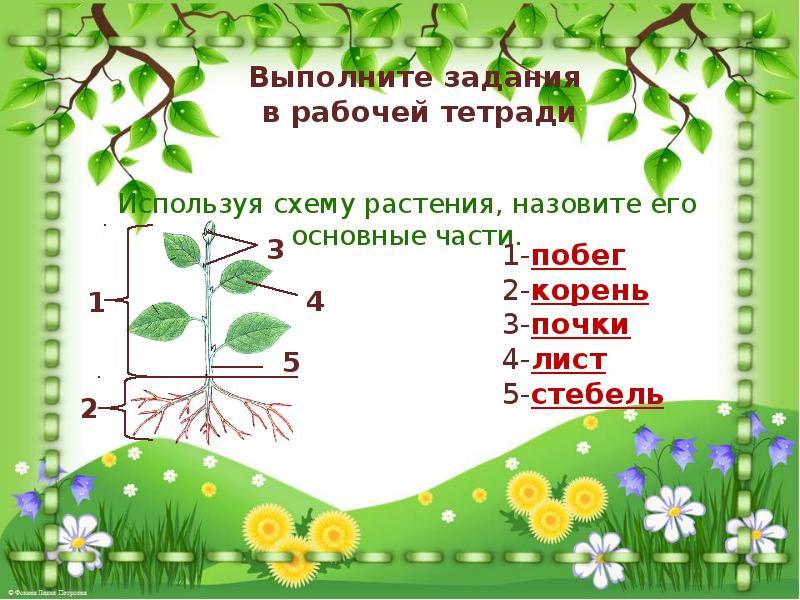 Презентация царство растений внешнее строение и общая характеристика растений