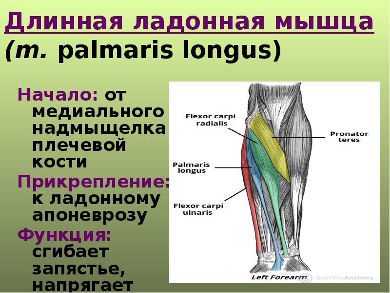 Мышцы ног фото и описание