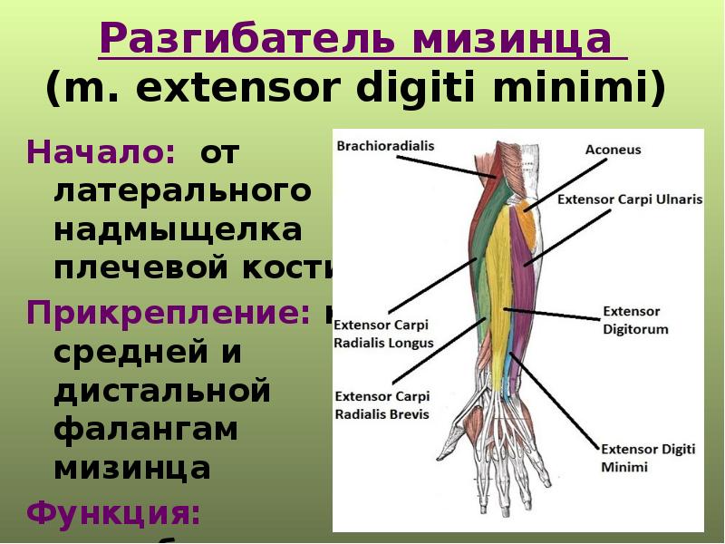 Мышцы верхней конечности презентация