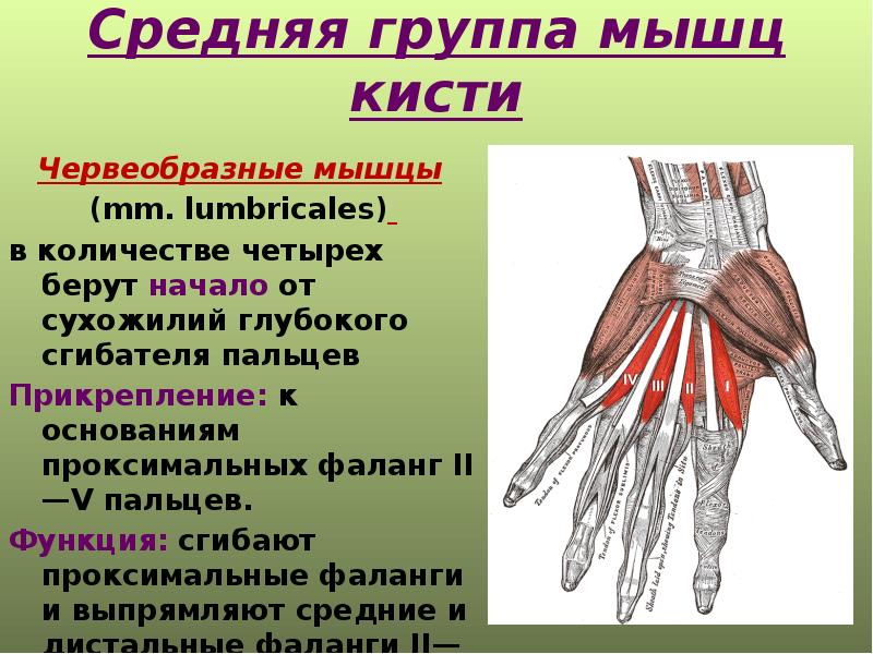 Мышцы верхней конечности презентация