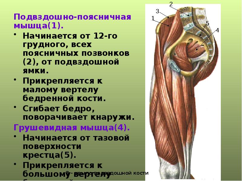 Мышцы верхней конечности презентация