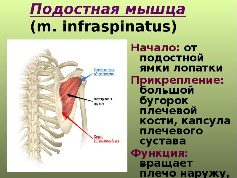 Подостная мышца