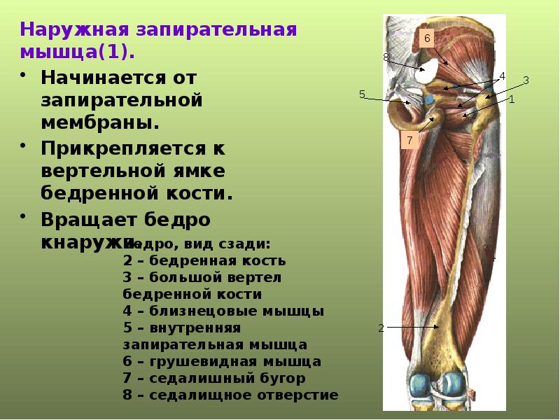 Наружная запирательная мышца бедра