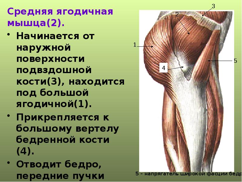 Область большого вертела бедренной кости фото