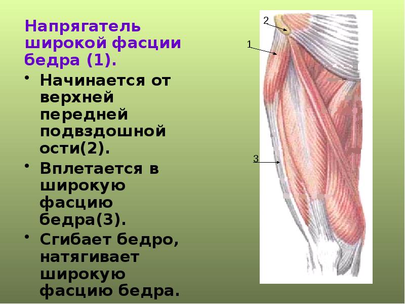 Фасции бедра. Мышца напрягающая широкую фасцию бедра. Напрягатель широкой фасции мышца анатомия. Мышца напрягающая широкую фасцию бедра функции. Подвздошно гребенчатая фасция.