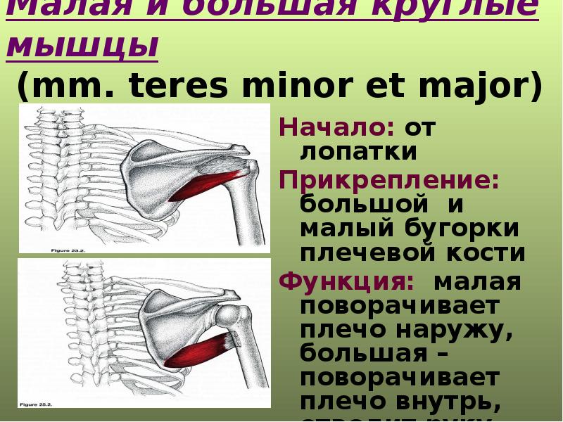 Начало мышцы. Малая круглая мышца (m. Teres Minor). Терес майор мышца. Teres Major большая круглая мышца. Подлопаточная мышца малая круглая.