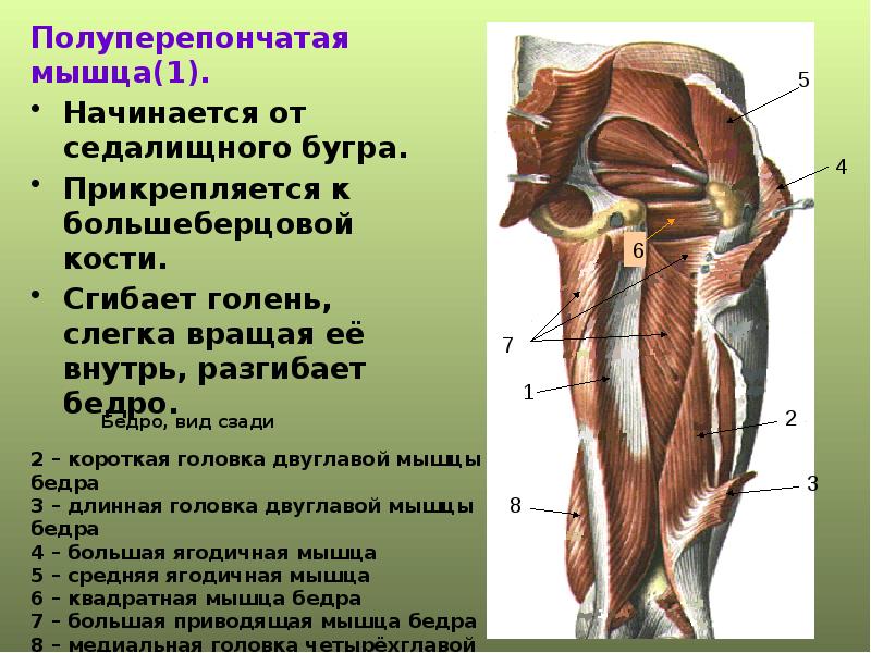 Седалищный бугор где находится у человека фото