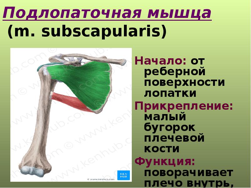 Подлопаточная мышца фото