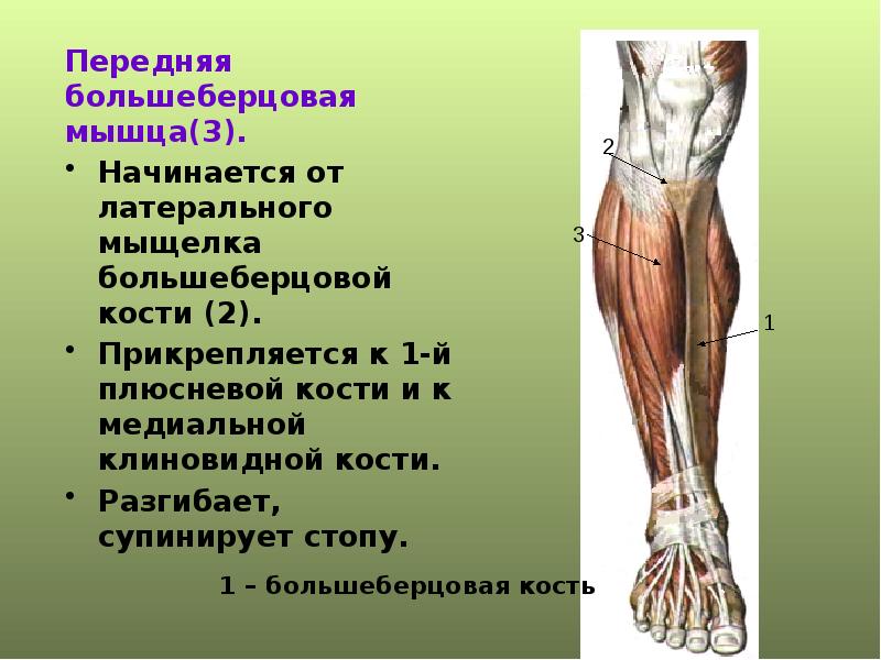 Презентация мышцы нижних конечностей