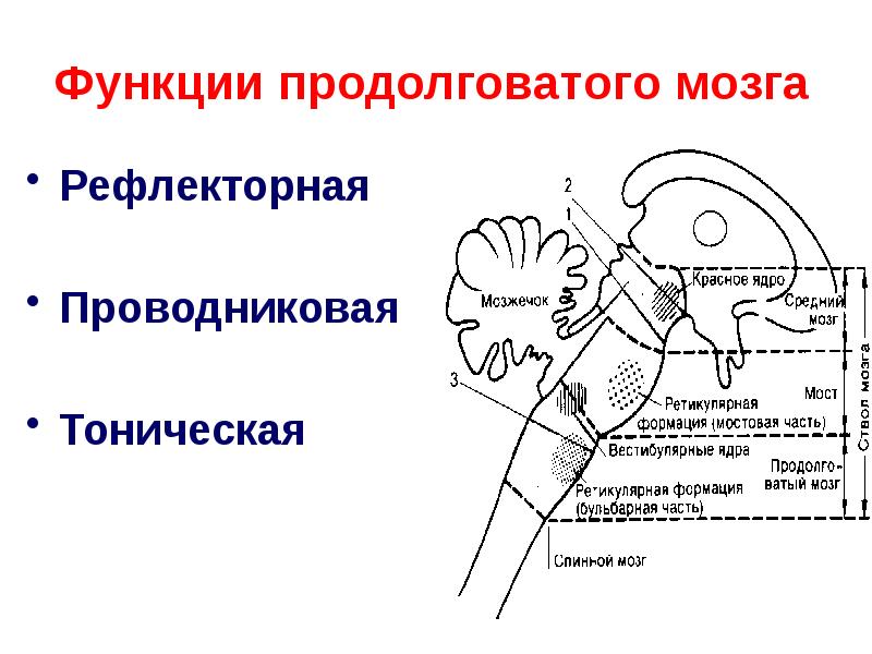 Продолговатый мозг функции. Тоническая функция продолговатого мозга. Рефлекторная функция среднего мозга. Перечислите функции продолговатого мозга.. Функции продолговатого мозга человека кратко.