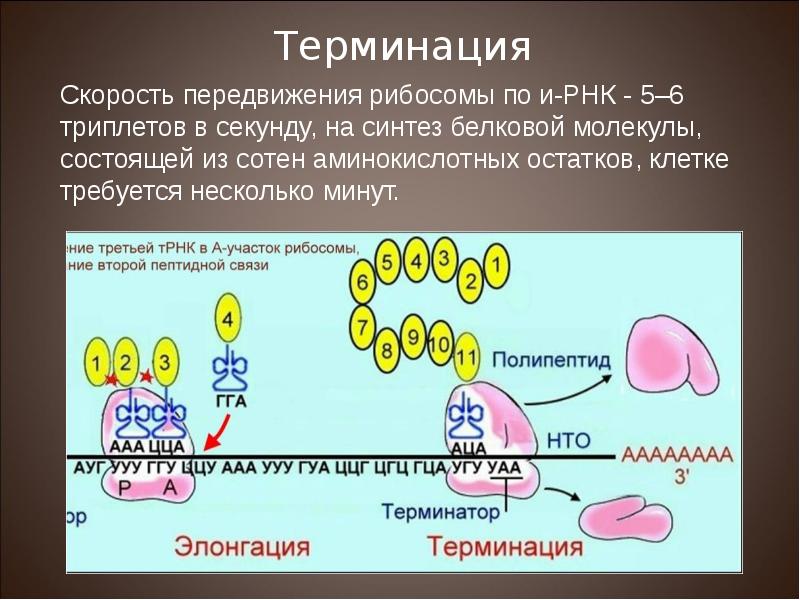 Рибосом механизм. Этапы элонгации. Перемещение рибосомы на один триплет формирование. Рибосома движется по ирнк. Перемещение рибосомы на один триплет формирование.