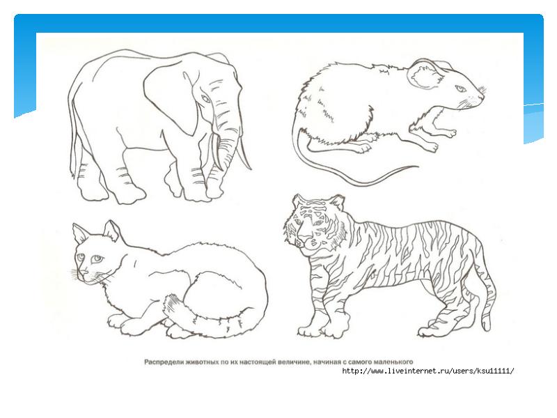 Распределите животных в 3 группы рисунок на с 90