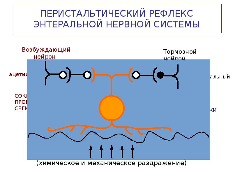 Рефлекс клетки. Схема перистальтического рефлекса. Перистальтический рефлекс энтеральной нервной системы. Энтеральная нервная система схема. Перистальтический рефлекс физиология.