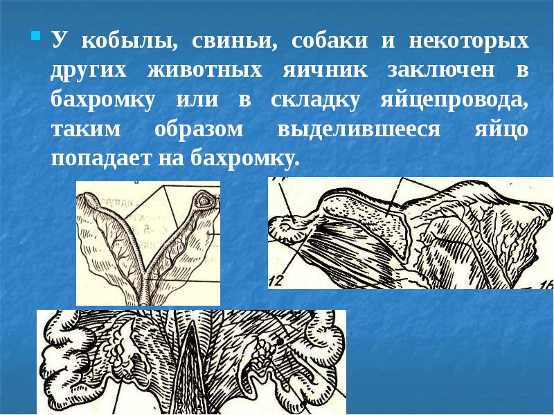 Презентация оплодотворение животных