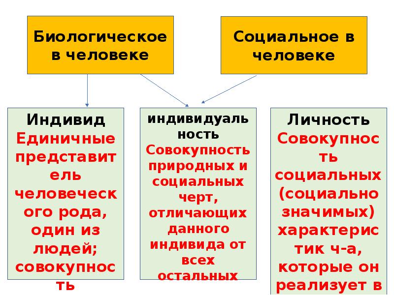 План по обществознанию человек существо биосоциальное существо