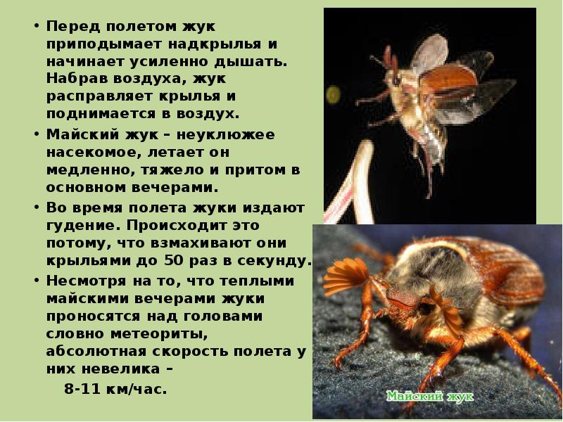 Бострихид бороздчатый. Биология таблица отряд насекомых с неполным превращением. Насекомые перцептивного уровня примеры. Отряды насекомых с неполным превращением таблица. Длина жука.