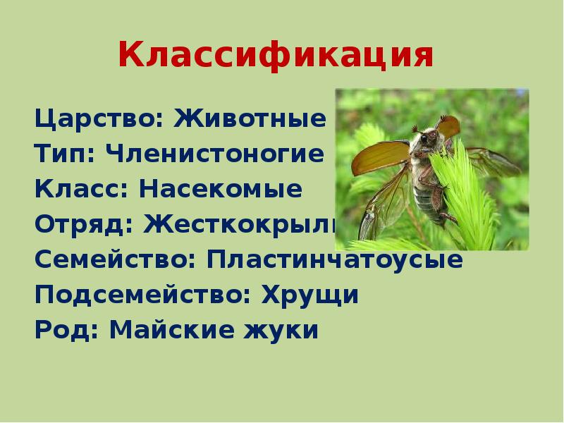 Майский жук в красной книге