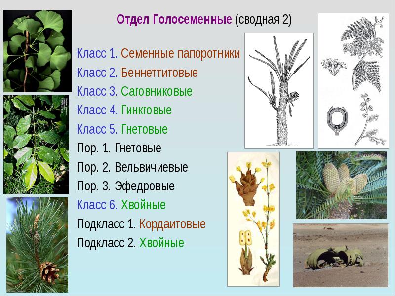 Презентация отдел голосеменные и покрытосеменные 6 класс