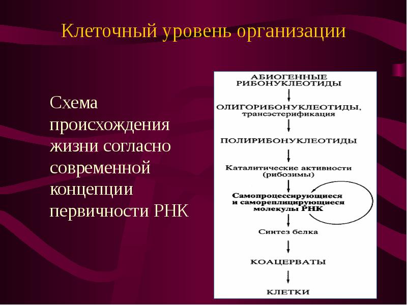 Организация происхождение. Клеточный уровень организации. Возникновение клеточной организации живого. Медиаторы клеточного происхождения антифосфолипаза. Организация из клеток.