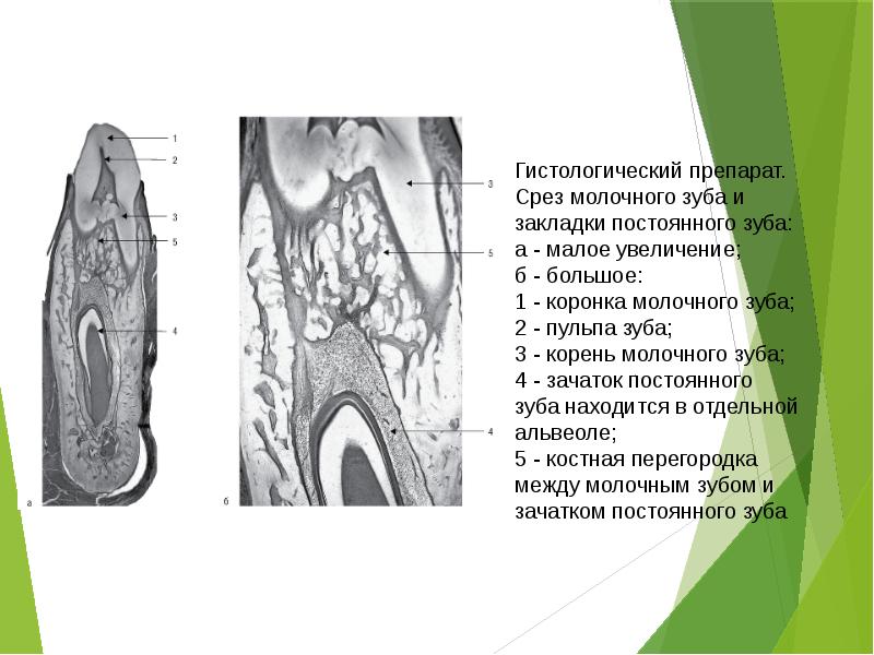 Гистология зуба презентация - 86 фото