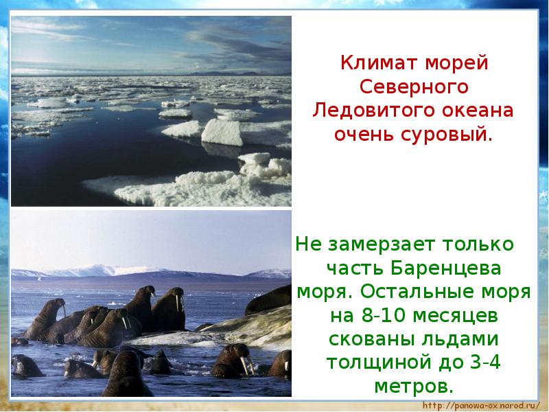 Презентация море баренцево море