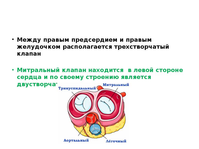 Между правыми и левыми. Митральный двустворчатый клапан функции. Трехстворчатый клапан сердца расположен. Трехстворчатый клапан располагается. Между правым предсердием и правым желудочком расположен.