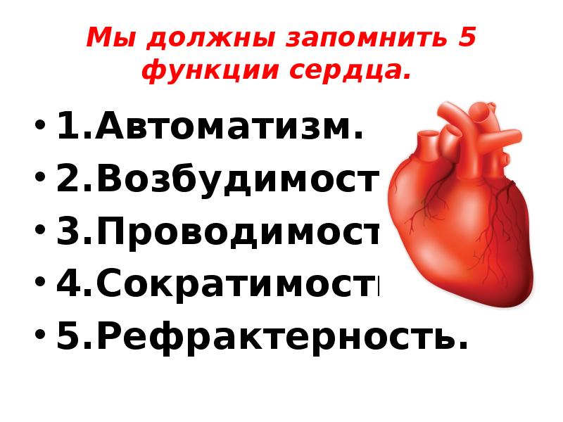 Сердце презентация 3 класс