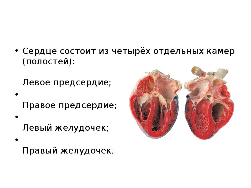 Из чего состоит сердце. Сердце состоит из. Сердце человека состоит из. Сердце человека состоит из 4 камер.