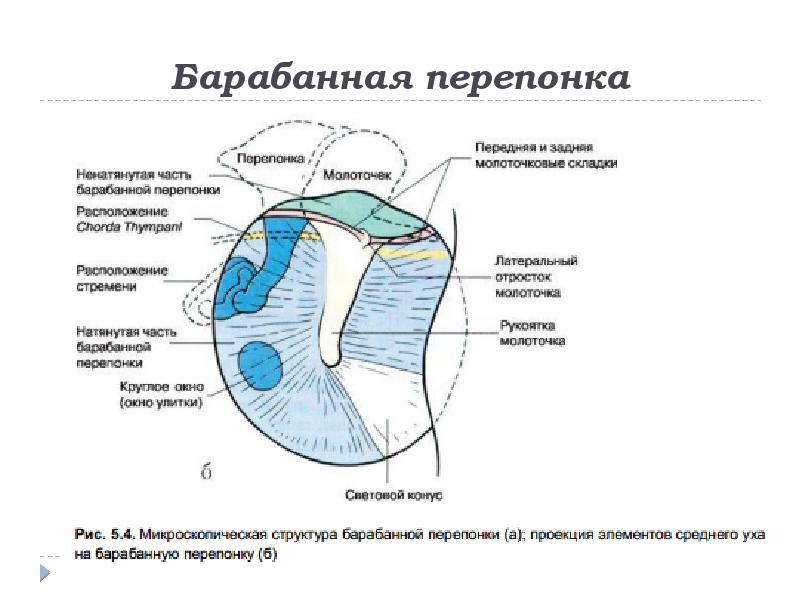 Барабанная перепонка картинки анатомия