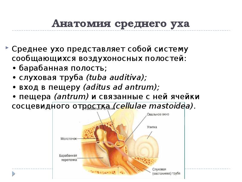 Среднее ухо состав. Анатомия среднего уха. Полость среднего уха сообщается.