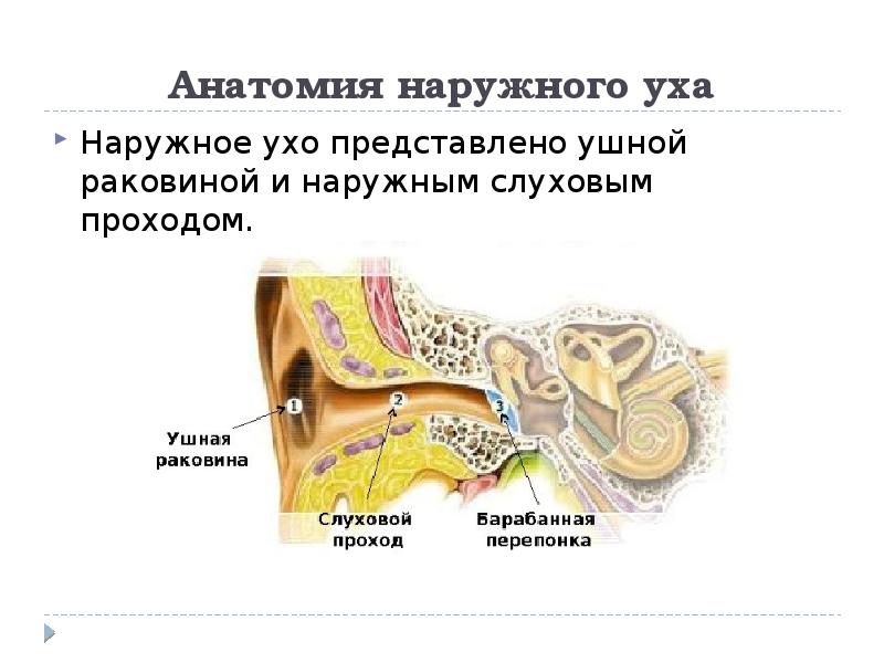 Что относится к наружному уху. Анатомия наружного уха. Стенки наружного слухового прохода анатомия. Топографическая анатомия наружного уха собаки. Длина наружного слухового прохода.